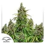 Buy auto mazar Cannabis Seeds from Dutch Passion online at HollandsHigh