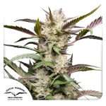 Buy auto mimosa punch Cannabis Seeds from Dutch Passion online at HollandsHigh