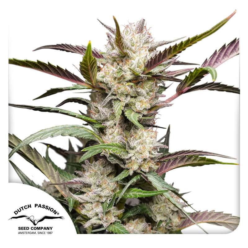 Buy auto mimosa punch Cannabis Seeds from Dutch Passion online at HollandsHigh Buy auto mimosa punch Cannabis Seeds from Dutch Passion online at HollandsHigh