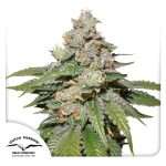 Buy auto mokum's tulip Seeds from Dutch Passion online at HollandsHigh